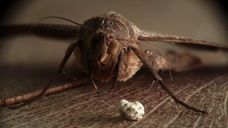 Anti-mite  : Clou de girofle 0 (0)